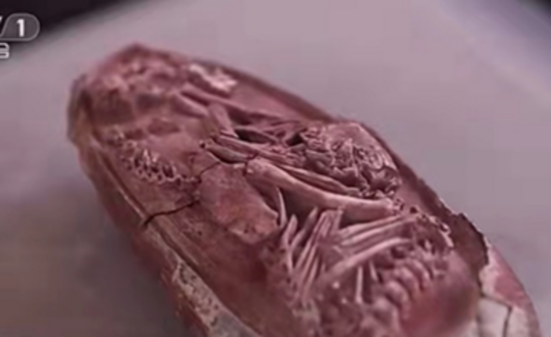 明星标本英良贝贝恐龙胚胎化石